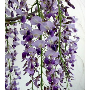 Ԗ ؂̕c/tWijF˓iiKTLCbTCtWj5|bg