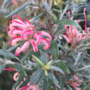 �Ԗ� ��؂̕c/�O���r���A�F�v�[�����_�V�O�l�b�g4.5���|�b�g