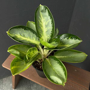 ϗtA/AOIl}FO[{[ 5|bg