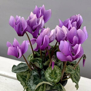 Ԃ̕c/VNFSAMURAIiTCj Cgp[v3|bgikCY[j