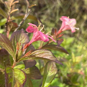 �Ԗ� ��؂̕c/�^�j�E�c�M�i�I�I�x�j�E�c�M�j�F�J�[�i�o���i�R�[�^���[���j5���|�b�g