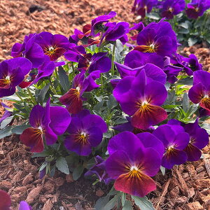 Ԃ̕c/rIF 3-3.5|bg 8Zbg