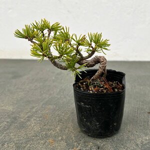 �R�쑐�̕c/�S���E�}�c�i�ܗt���j�F�����c2���|�b�g 25-04