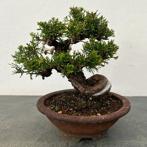 �^���i�V���p�N�j�F���i�~��