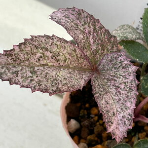 �����i�[�Z���[����̃N���X�}�X���[�Y�i����n�j�F�X�e���j�[ �s���N�_�C�������h 3.5�������O�|�b�g