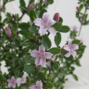 Ԗ ؂̕c/nN`EQiԁjFԁisN~XeBbNj3|bg