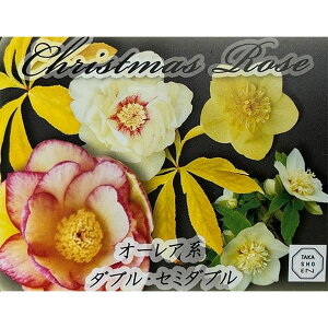 ̃NX}X[YF_uEZ~_u I[An4.5|bg