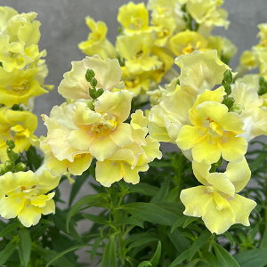 Ԃ̕c/[]LM\EidjFgDCj[CG[VF[h3-3.5|bg 12Zbg