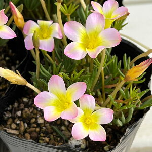 Ԃ̕c/[]ILUXF݂ 3.5|bg 12Zbg[10`3J WsN̏Ԃ炵Vi A]