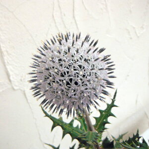 Ԃ̕c/[]GLmvXi^}AU~jFA[NeBbNO[ 3.5|bg 12Zbg