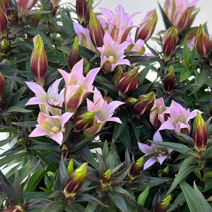 ���Ԃ̕c/[��������]�����h�E�F�Z�V���s���N3���|�b�g 12���Z�b�g