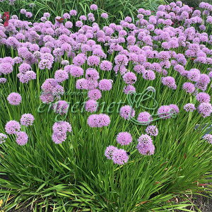 Ԃ̕c/[]AEFT}[r[eB[3.5|bg 12Zbg