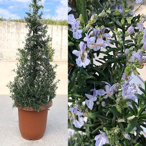 n[u̕c/[]c[dẴ[Y}[7A70-80cm 12Zbg