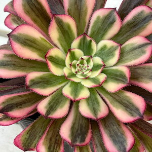 ϗtA/AGIjEFnNQbRE 3.5|bg