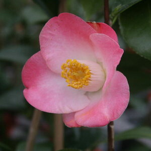 Ԗ ؂̕c/ցicoLjFTj[TCh 4|bg