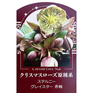 �N���X�}�X���[�Y�i����n�j�F�X�e���j�[ �O���C�X�^�[�i�Ԏ��j3.5���|�b�g