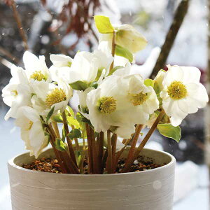 NX}X[YinjF炫jQ3|bg 3Zbg