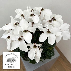 VNFI[gWCi25-07j5Ayi̔z