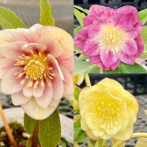 �����i�[�Z���[����̃N���X�}�X���[�Y�F�J���[�S�[���h�_�u��3���|�b�g 6���Z�b�g