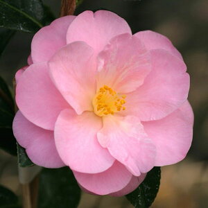 �Ԗ� ��؂̕c/�ցi�c�o�L�j�F�j�b�L�[�N���X�v 4���|�b�g