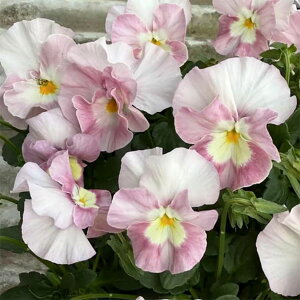 ���Ԃ̕c/�������|����̃p���W�[�F�����Ƃ�3-3.5���|�b�g 3���Z�b�g