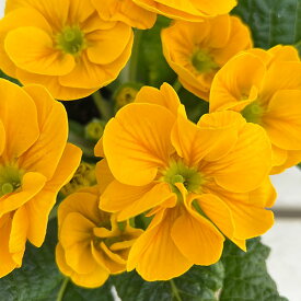 草花の苗/プリムラ：巨大輪・イエロー系4号ポット