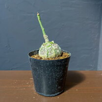 楽天市場】ボンバックス（花・観葉植物｜花・ガーデン・DIY）の通販