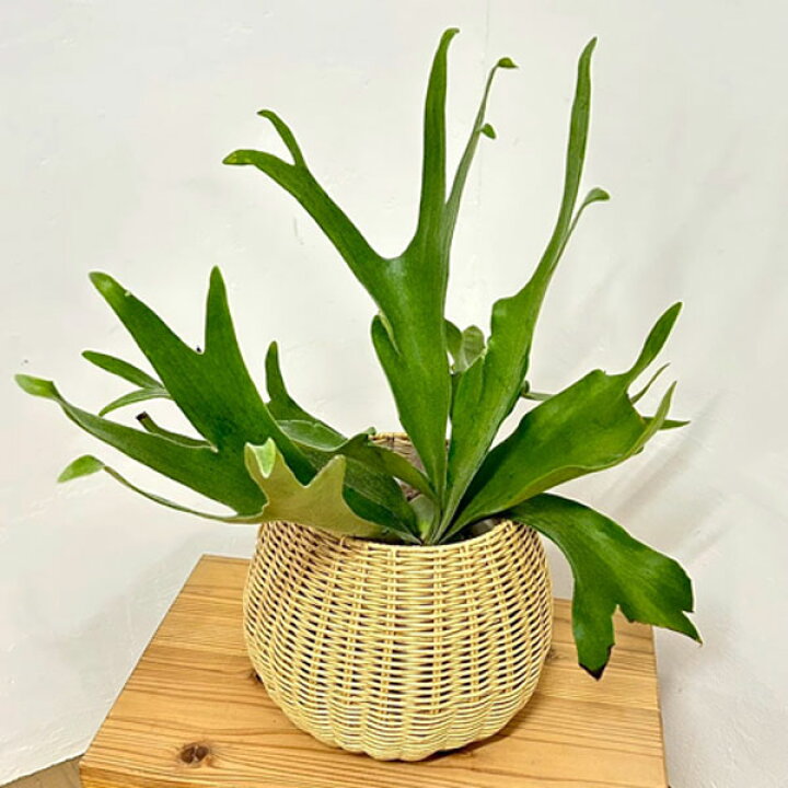 楽天市場】観葉植物/ビカクシダ（コウモリラン）：ネザーランド5号鉢 
