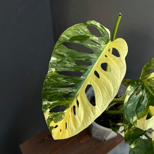 ϗtA/}hJYF 5Aiem\Cj25-01