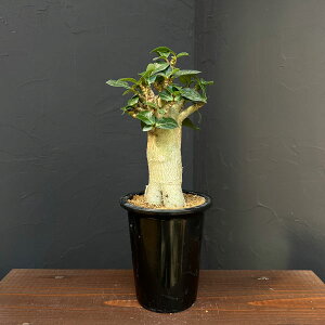 ϗtA/AfjE FXyVZNg 425-05