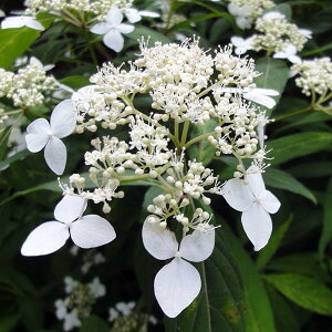 Ԗ ؂̕c/}AWTCFA}MA}`iVÒj4|bg