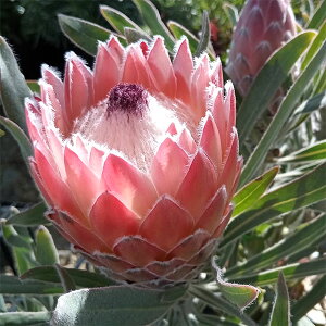 Ԗ ؂̕c/veAFWGbg7A*