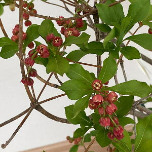 Ԗ ؂̕c/hE_ccWFxjhE_ighE_j4.5-5|bg