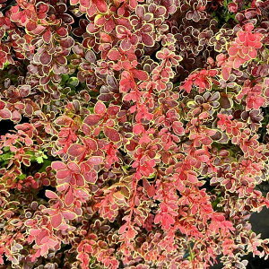 Ԗ ؂̕c/Mio[xXjFr[X^[4.5|bg