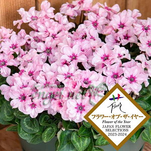 Ԃ̕c/VNFC[WA sNe3|bg 6Zbg