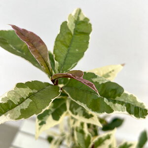 Ԗ ؂̕c/NZCiIX}TXjF5|bg