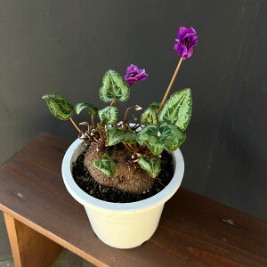 ϗtA/VNFc@CiCfBSu[j R[fbNXd5A25-02