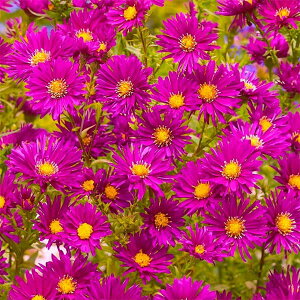 Ԃ̕c/AX^[ihjFN\uP[h3|bg 6Zbg