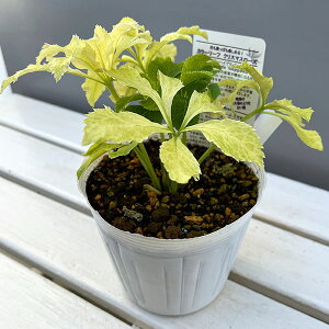 i[Z[̃NX}X[YF25-03iςj3N[ 5|bg