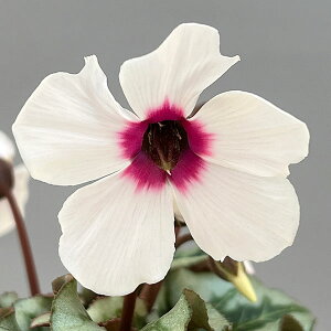 Ԃ̕c/VNFAWizCgnj2.5|bg