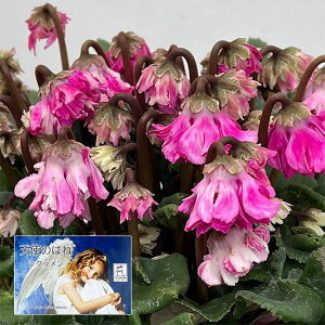 VNF|̓Vĝ͂ ɏىV[Yi25-12j5Ayi̔z