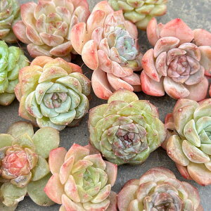 ϗtA/GPxAcZbgiGPxA3ƃlK~G3j