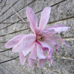 �Ԗ� ��؂̕c/�q���R�u�V�i�V�f�R�u�V�j�F�q���R�u�V����4.5���|�b�g