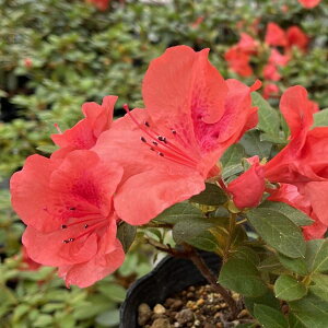 Ԗ ؂̕c/ccWilG炫jFgsJ4|bg