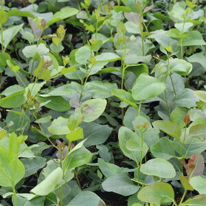 Ԗ ؂̕c/[JFLxbWK5|bg