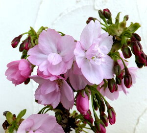 Ԗ ؂̕c/~jiTNjFRiATq}j4.5|bg