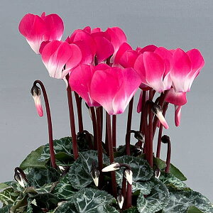 Ԃ̕c/VNFCfBAJ sN3|bgikCY[j