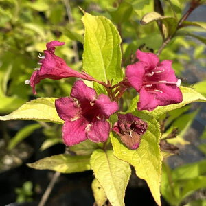 Ԗ ؂̕c/^jEcMiIIxjEcMjFIsA[hiuCAg rh[j5|bg