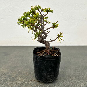 �R�쑐�̕c/�S���E�}�c�i�ܗt���j�F�����c2���|�b�g 25-05