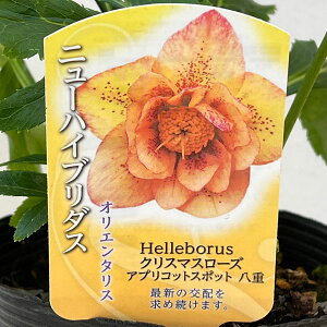 ̃NX}X[YF_u AvRbgX|bg4.5|bg